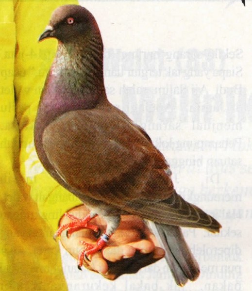 Usaha Pembiakan Merpati Balap Modal Kecil Budidaya Tani