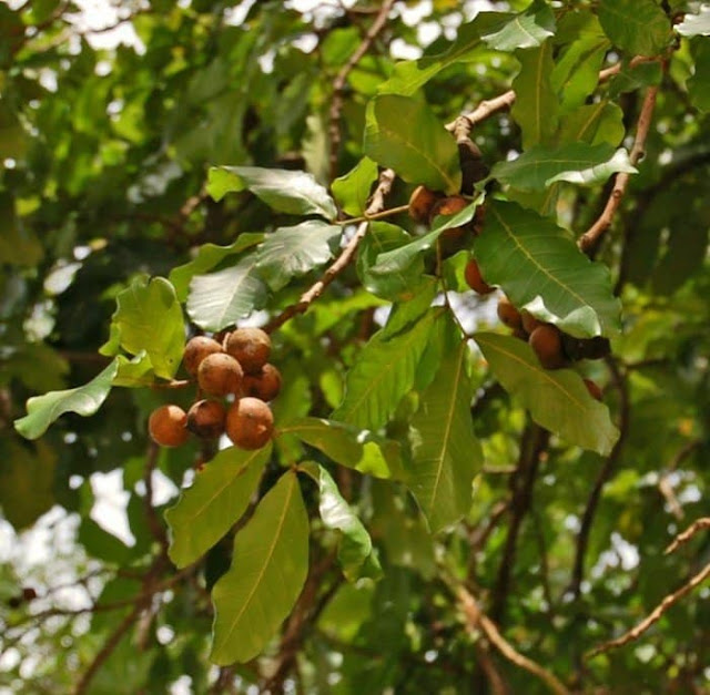 වනාන්තරෙන් ලැබෙන ශක්තිය ලබාදෙන පලතුරු (Fruits That Provide Energy) - Your Choice Way