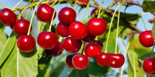4 Manfaat Buah Cherry buat badan