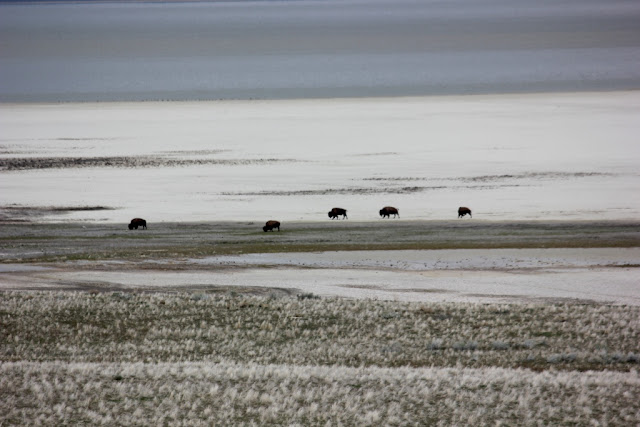 Bison on Antelope Island, Utah Bison on Antelope Island, Utah