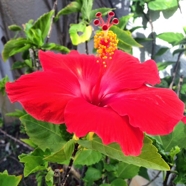 Hibiscus flower parts details picture