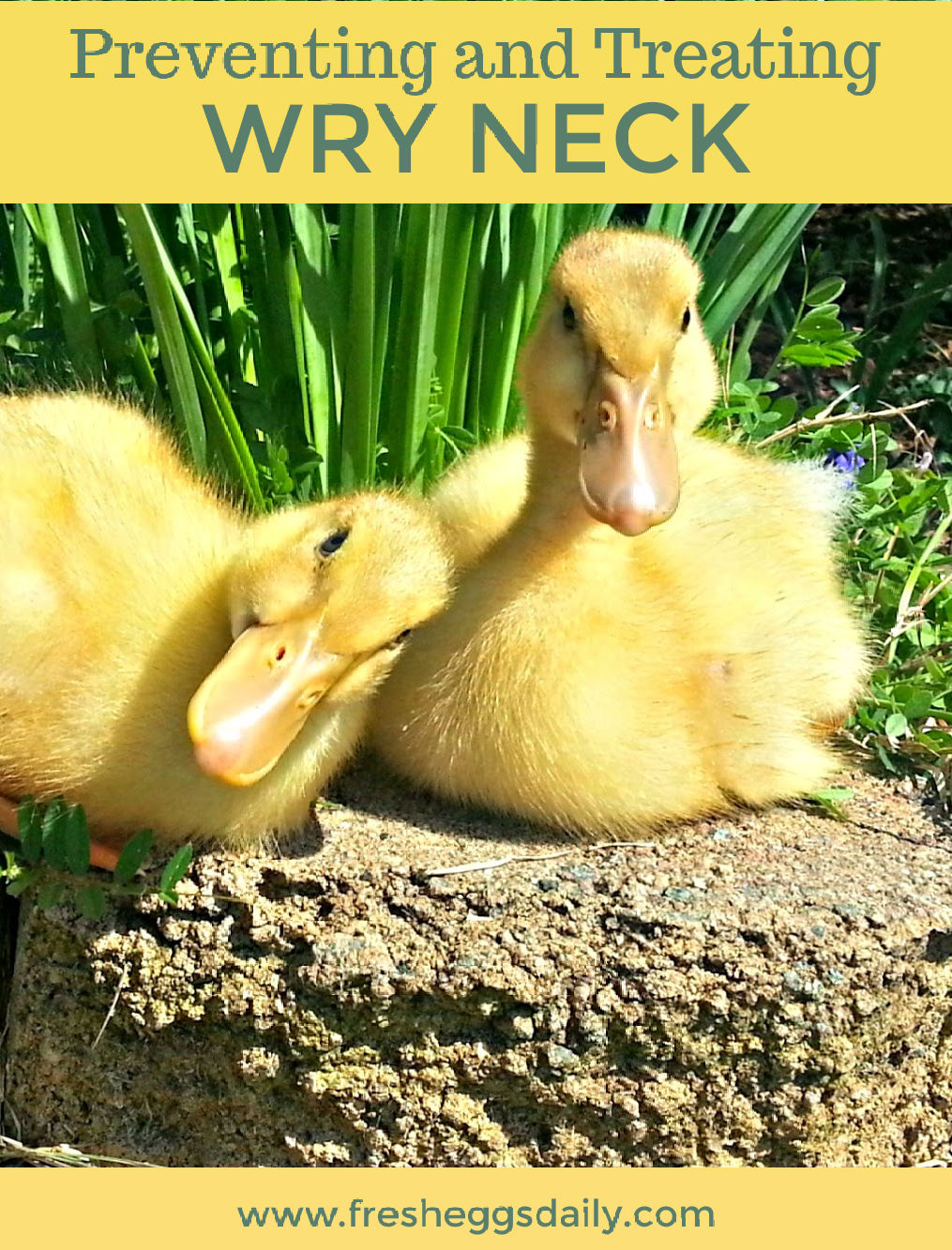 Preventing and Treating Wry Neck in Chicks and Ducklings Fresh Eggs