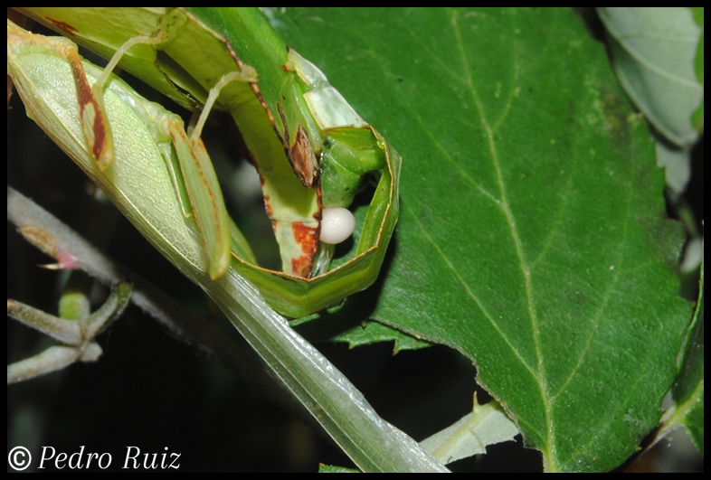 Inserción del espermatóforo en una hembra de Phyllium philippinicum Inserción del espermatóforo en una hembra de Phyllium philippinicum