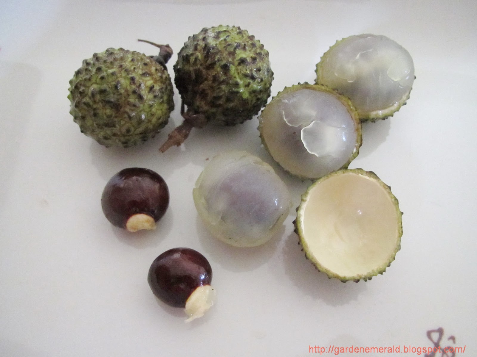 Emerald Garden Sarawak Mata Kuching or Wild Longans