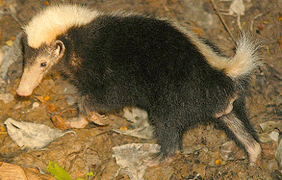 Tejón oloroso de Indonesia (Mydaus javanensis)