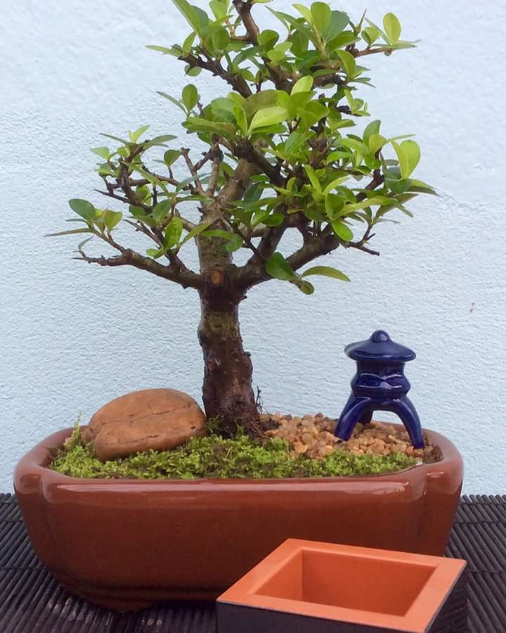 FERRAGEM BONSAI, ANTIGA OFICINA DE BONSAI, VENDA DE BONSAI, MANUTENÇÃO