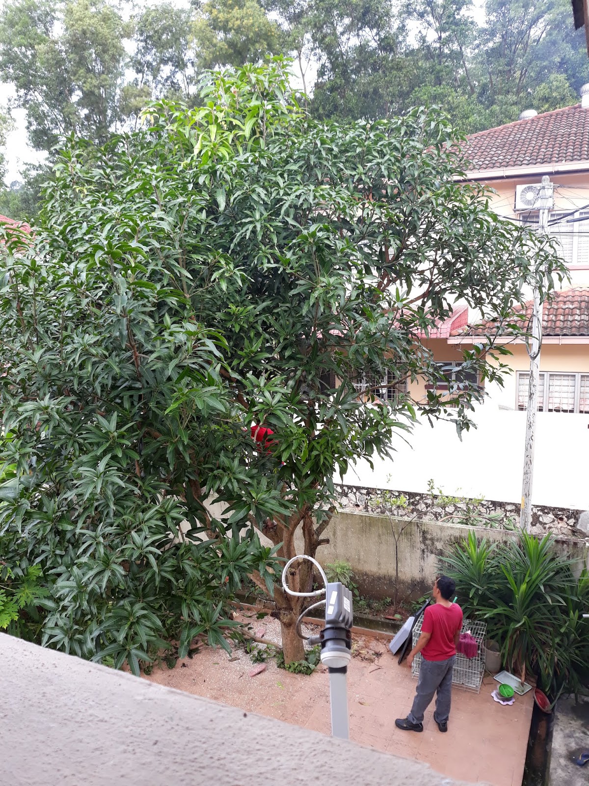 Meniti Usia Tebang Pokok Akhirnya