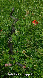 azienda agricola dell'ortica flora e fauna selvatica, serpenti, caprioli, cinghiali, tassi, volpi, faine, dittamo, frassinella, bosco, orto e giardino.