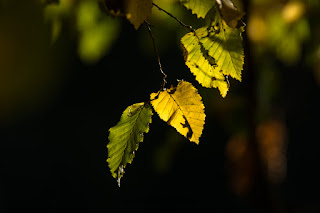 Naturfotografie Wildwald Wald