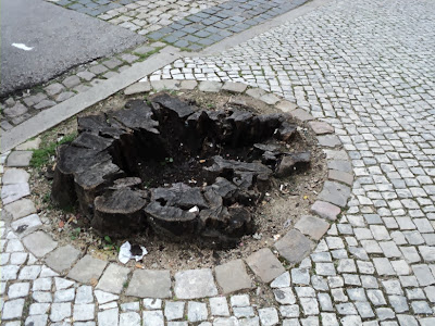 Resultado de imagem para árvores da rua dos arcos tomar