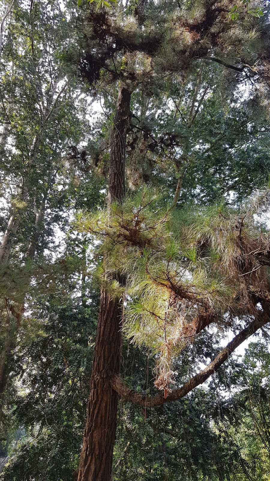  Pohon  Pinus  merkusii Hutan Mangunan