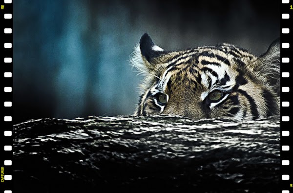 When do tigers hunt?