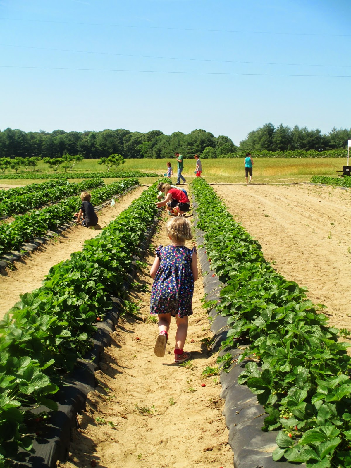 Rawdorable Berry Patch