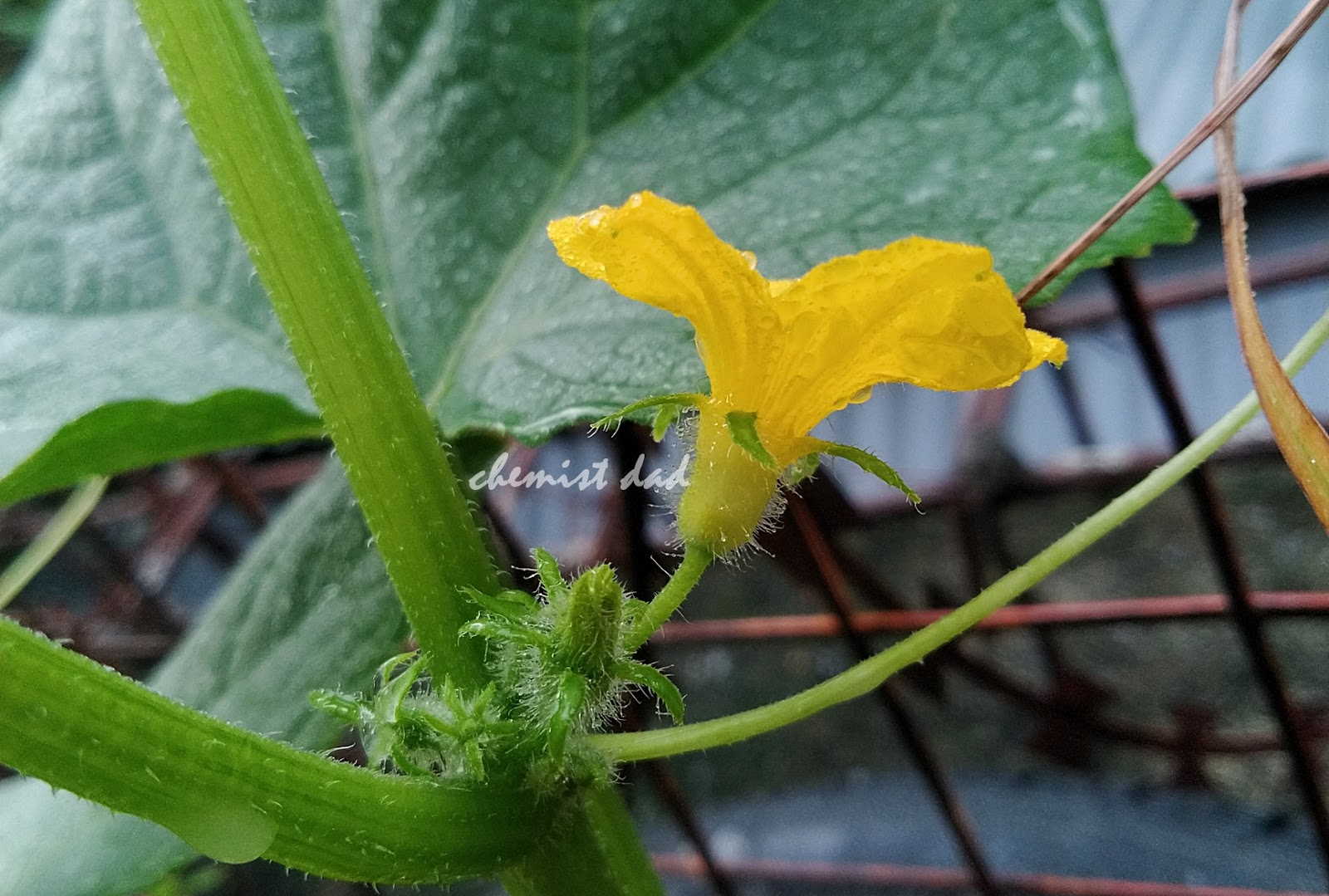 Urban Gardening How To Grow Cucumbers