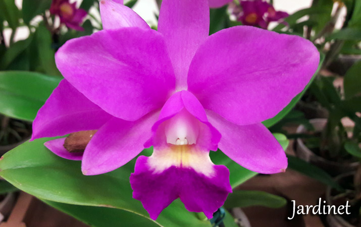Como cuidar das orquídeas cattleyas - Jardinet