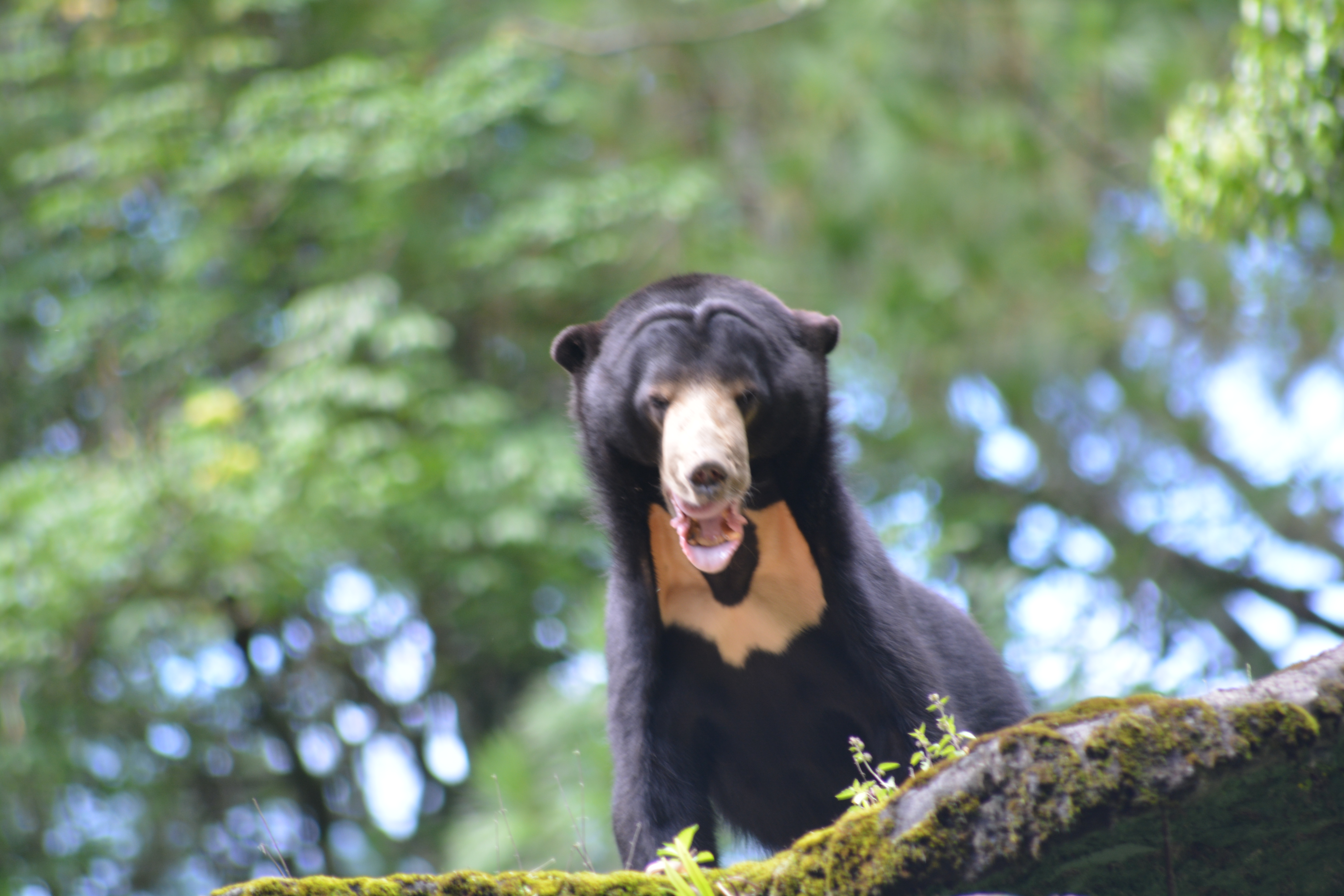 Медведь в тайланде