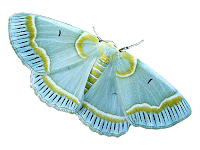 Borboleta azul png