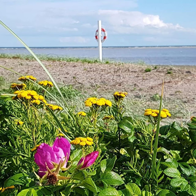 Urlaub an Dänemarks nördlicher Ostseeküste: Unser Ferienhaus in Asaa. Tolle Strände für Kinder und Familien-Ferien.