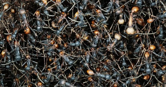 Melihat Semut Banyak, Besar, Merah, Hitam, Banyak, di Baju