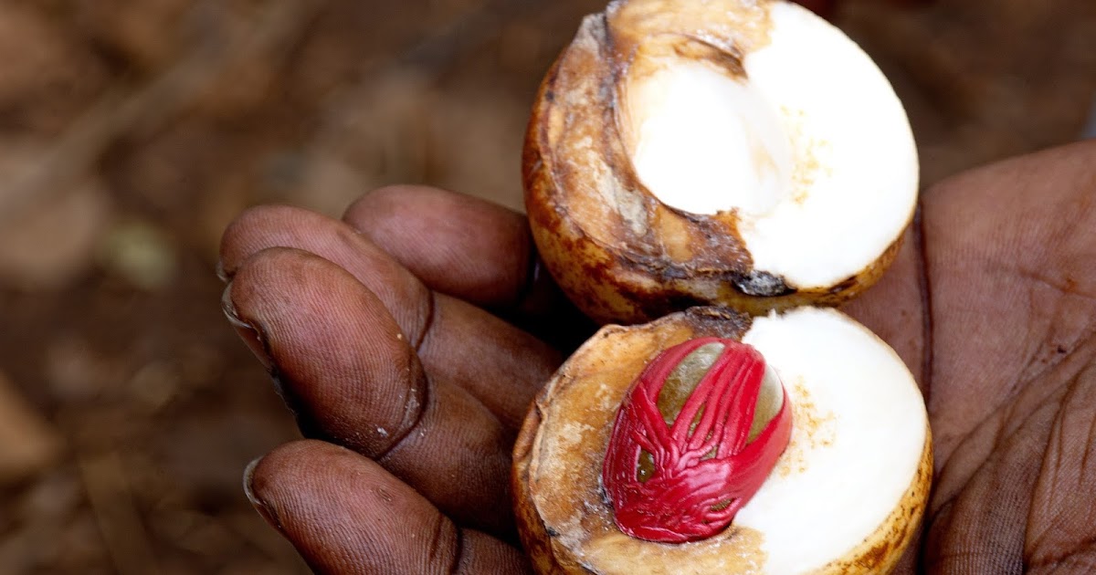 Tragic History of Nutmeg. Spice Once Worth More than Gold. Island Exchanged