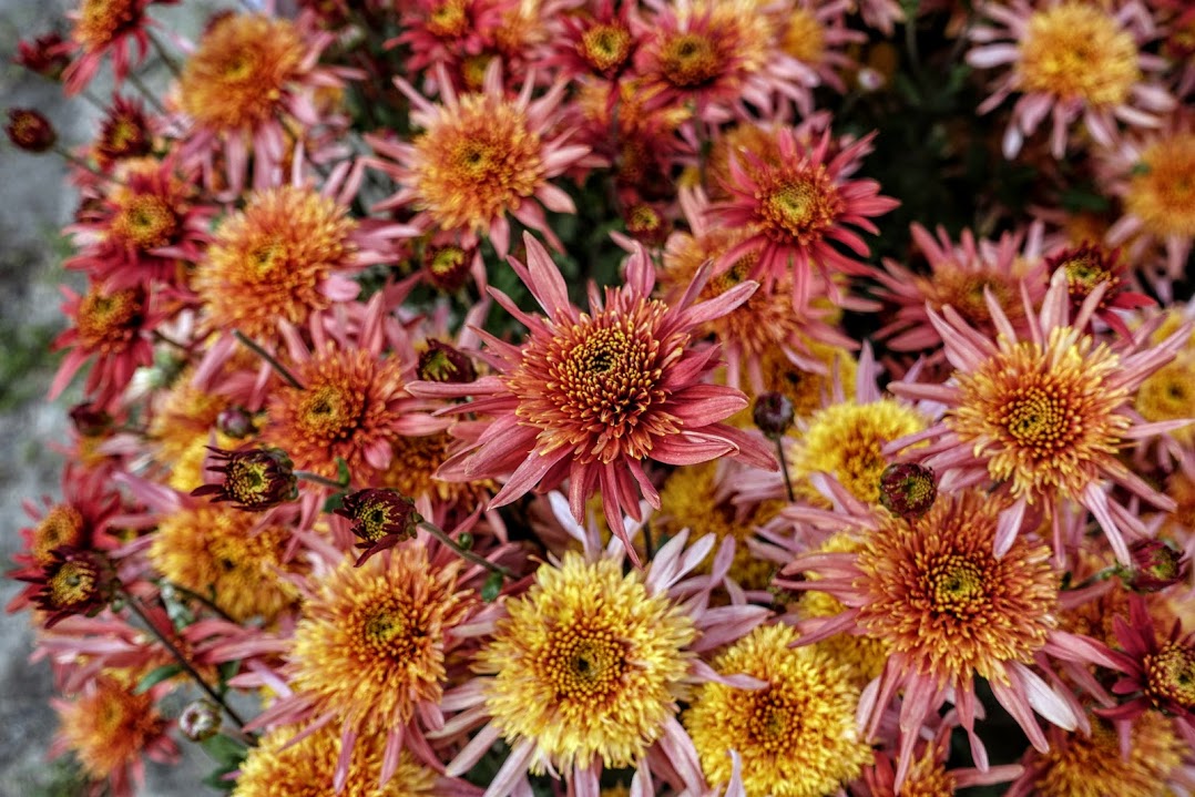 Фото Purple wild Chrysanthemums - фотограф Kang Cao - природа - ФотоФорум.ру