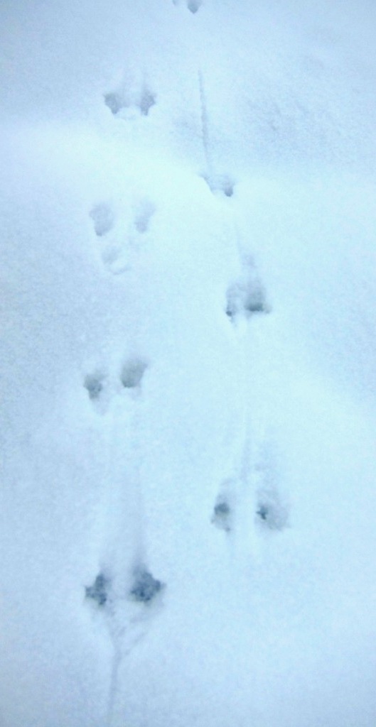 Tales from Swallow Farm: Who goes there? Tracks in the Snow.