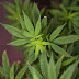 Anvisa autoriza registro e produção de remédio à base de maconha no Brasil