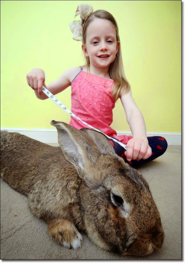 The Pet Tree House - Where Pets Are Family Too : Meet Darius, the ...