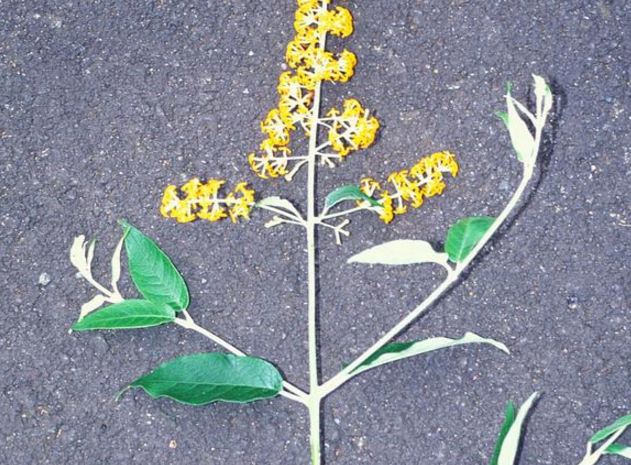 Amazon Com Butterfly Bush Seeds Buddleia Davidii Black Knight