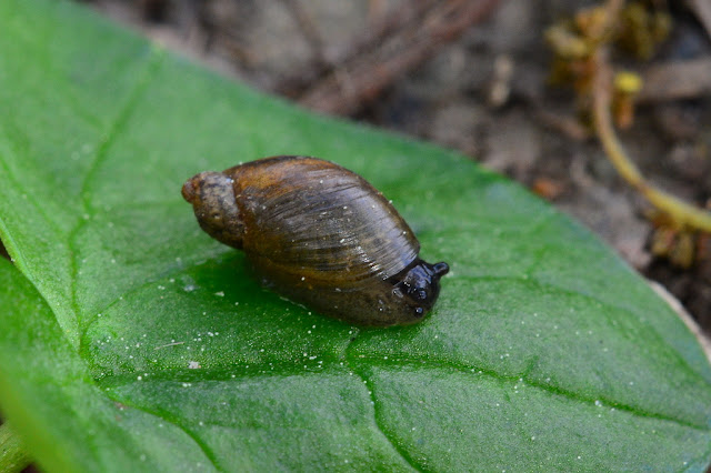 Succinea putris Succinea putris