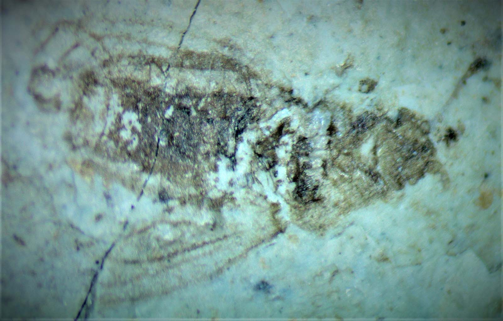 Louisville Fossils and Beyond Colorado Insect Fossils