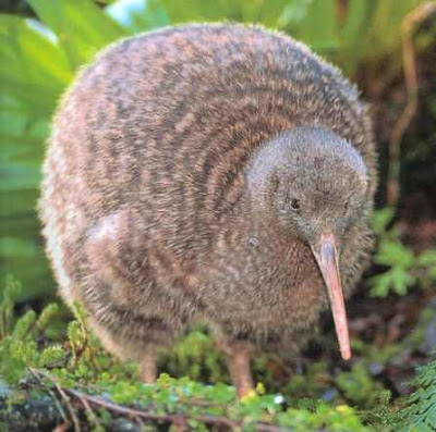 ANIMALES EXTRAÑOS Y CURIOSIDADES ANIMALES: KIWI (APTERIX AUSTRALIS)
