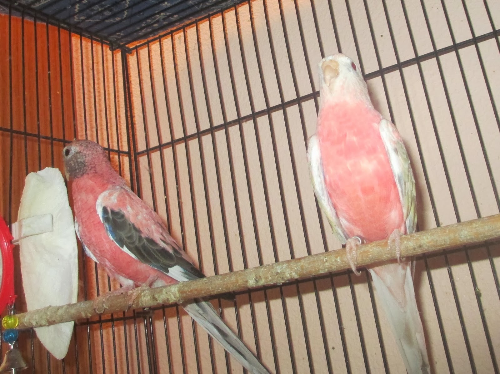 The Splendid Bourke Bird Blog: Young Bourke Parakeets & Lady Gouldian