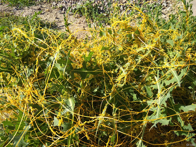 Повилика (Cuscuta L.) – сорняк семейства Вьюнковые