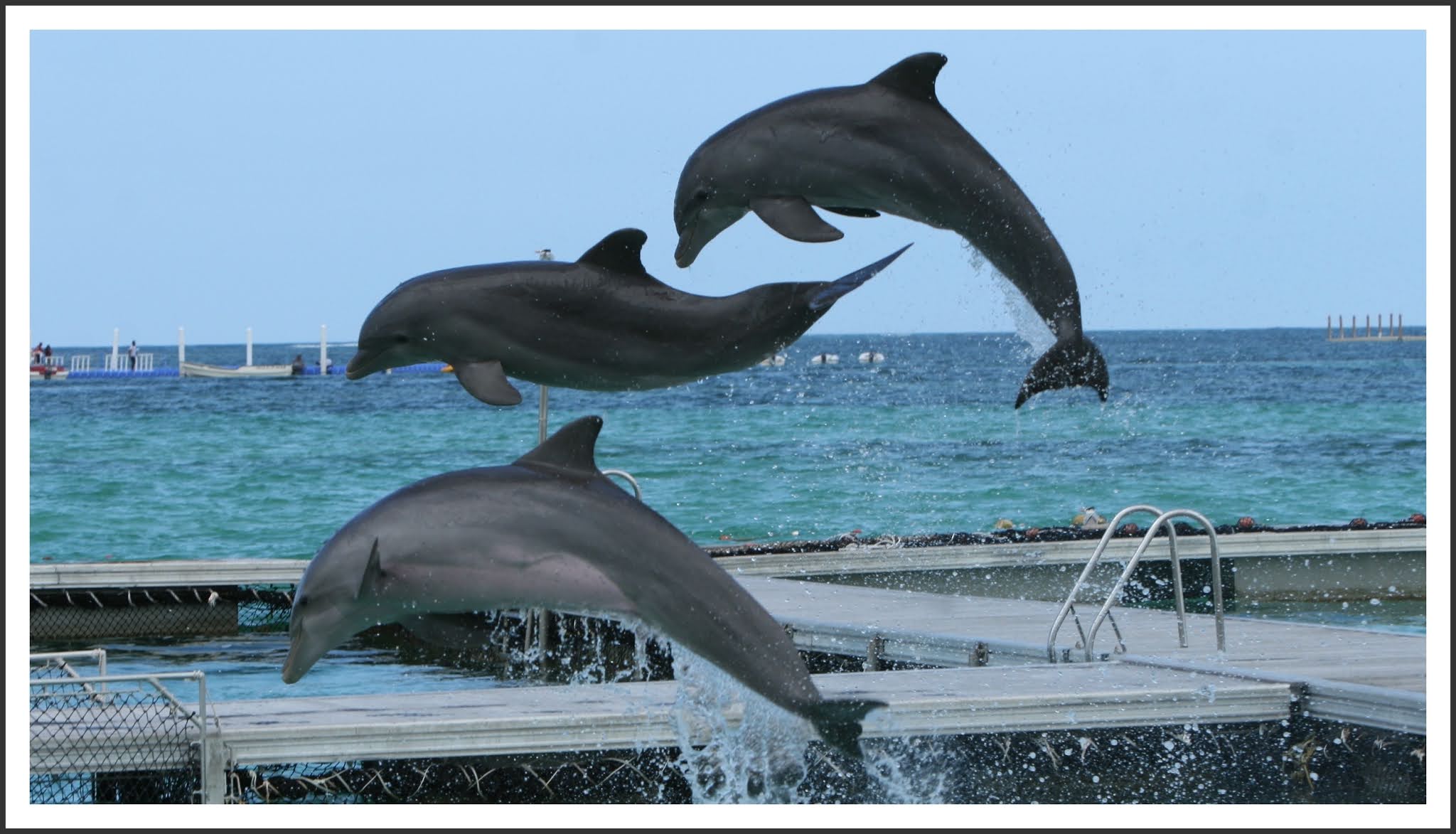 Остров с дельфинами