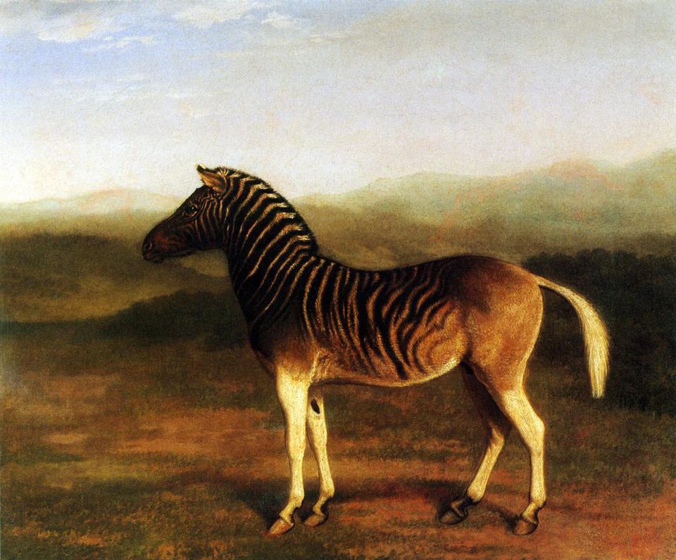 spotted zebra spotted zebra