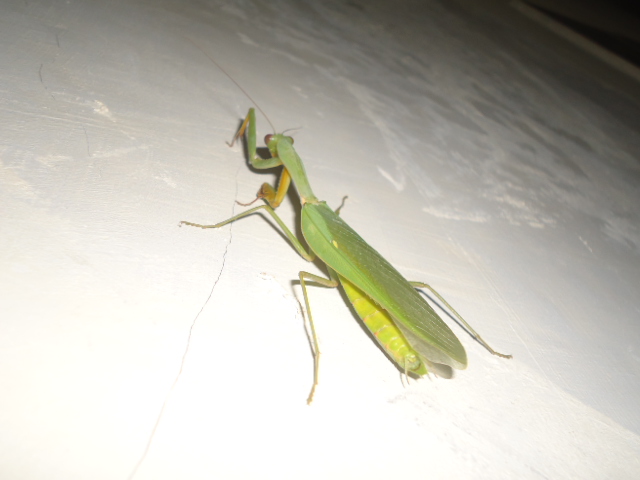 Get Belalang Sentadu Togel Pictures Joker123