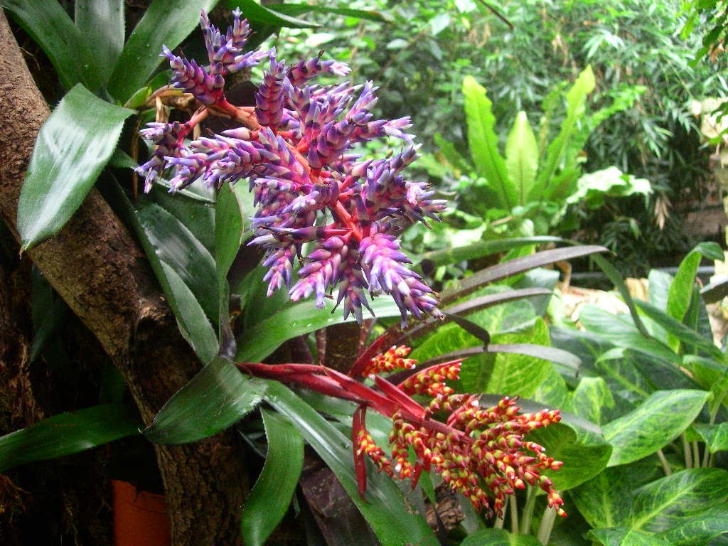 Types of Plants in the Rainforest Medicinal herbs plants