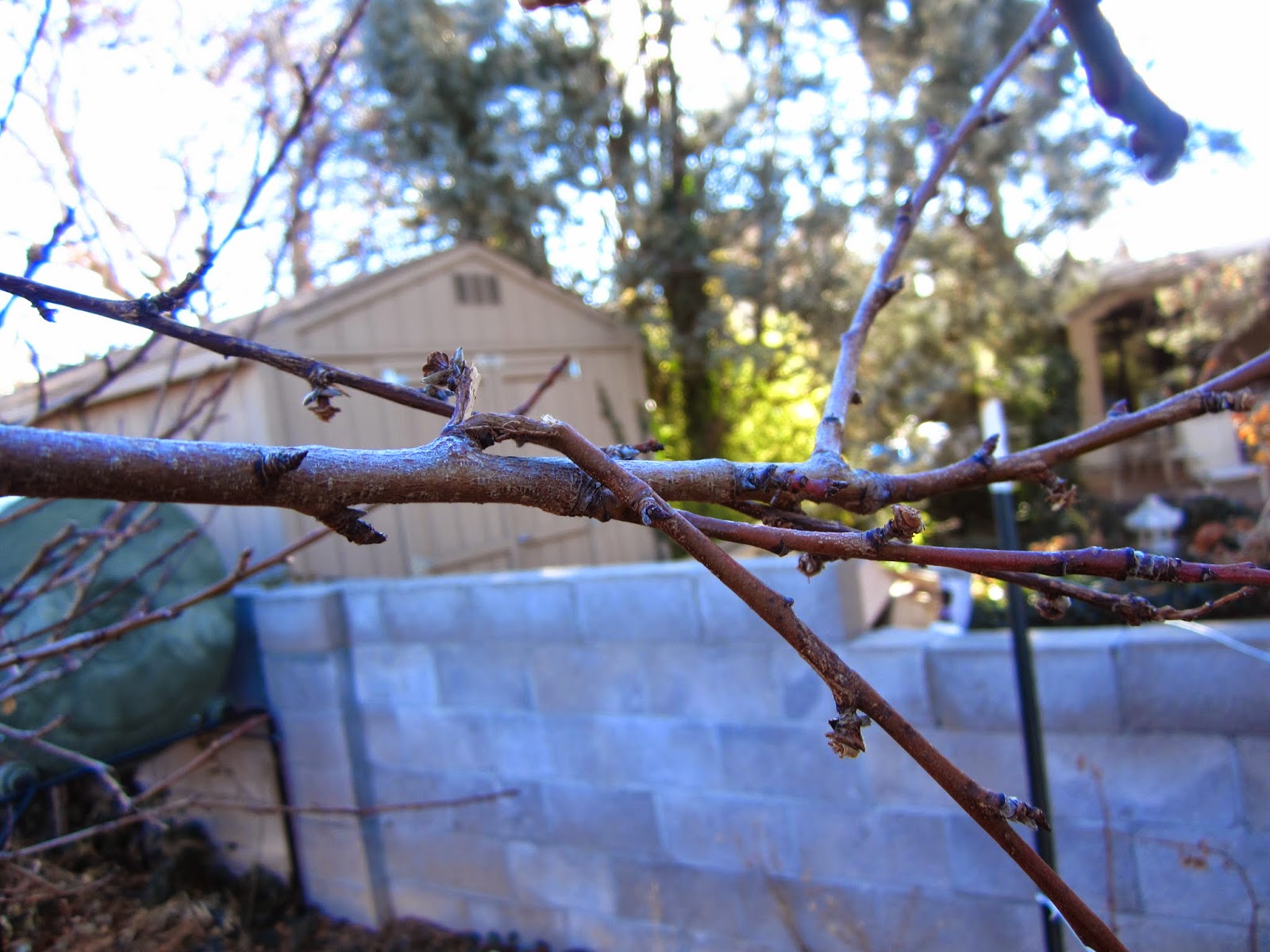 Fruit Tree Pruning at Its Best Removing Broken Branches