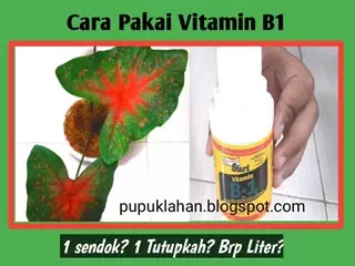 Cara Pakai Vitamin B1 Untuk Tanaman Termasuk Tanaman Hias Pupuk Lahan Cara Pakai Vitamin B1 Untuk Tanaman Termasuk Tanaman Hias Pupuk Lahan