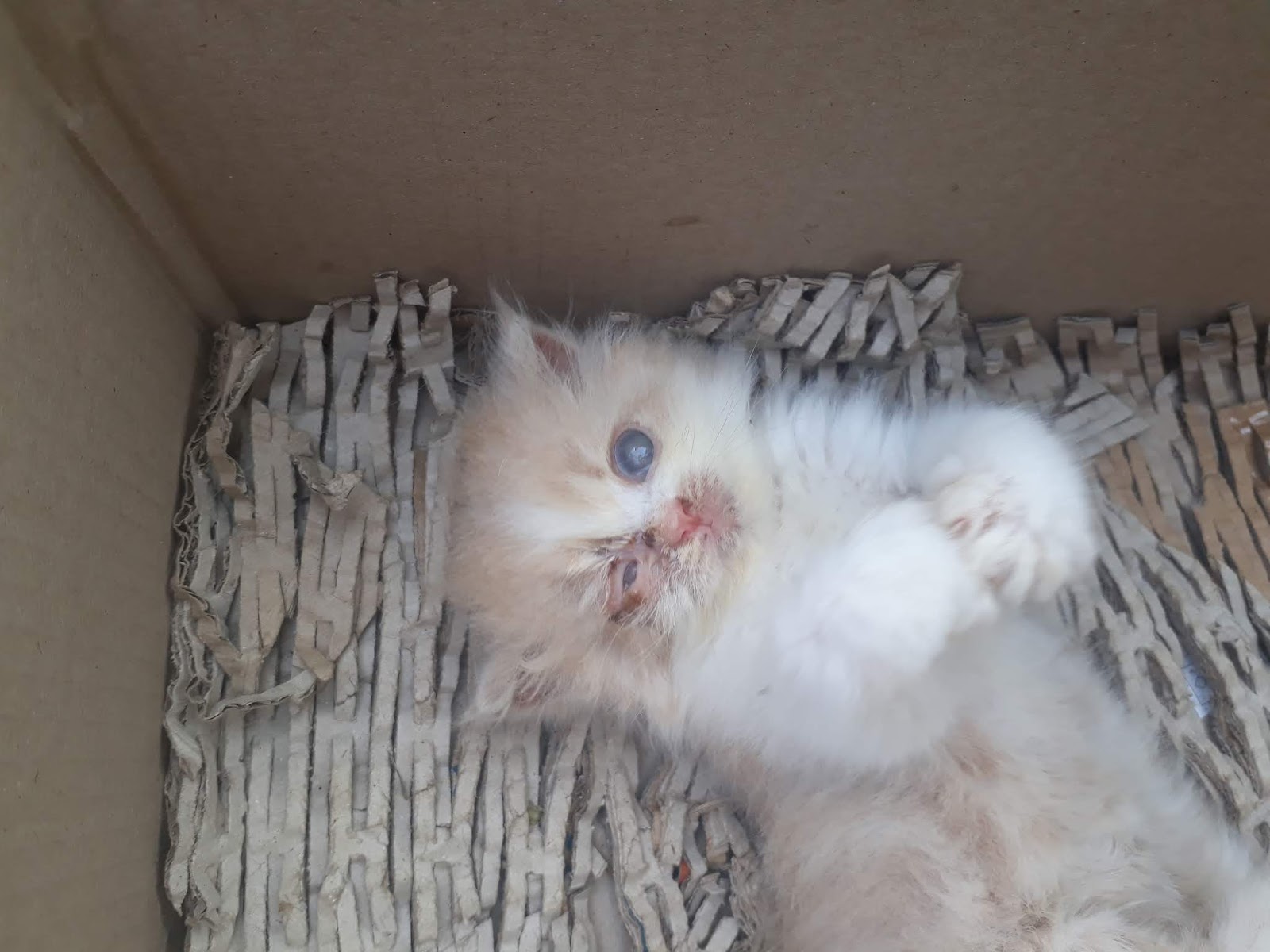 Average price of prednisone