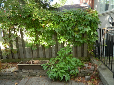 Toronto Fall Cleanup Bedford Park Backyard Garden before by Paul Jung Gardening Services Toronto Fall Cleanup Bedford Park Backyard Garden before by Paul Jung Gardening Services