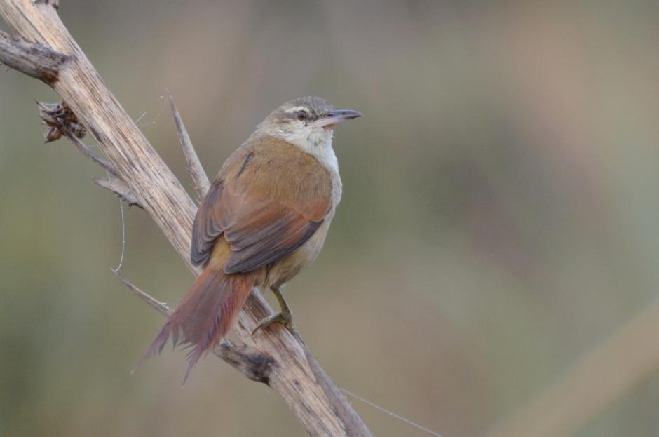 Argentina nativa Pajonalera pico recto (Limnoctites rectirostris)