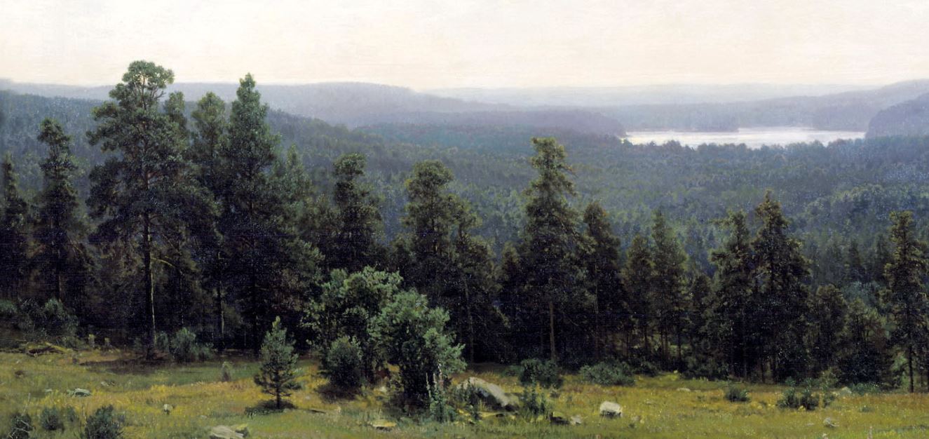 Лесные дали фото