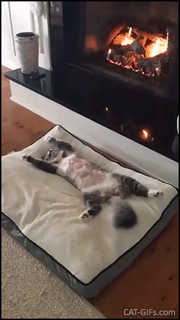 Funny Cat GIF • Lazy cat chilling on its back in front of fireplace. Roast cat, haha! Funny Cat GIF • Lazy cat chilling on its back in front of fireplace. Roast cat, haha!