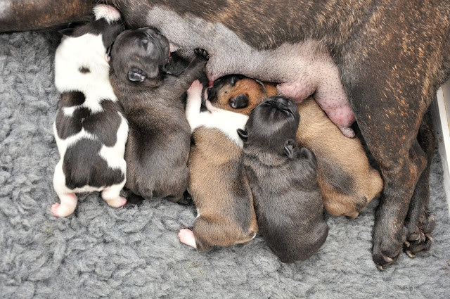 Chiot bouledogue francais Val d'oise