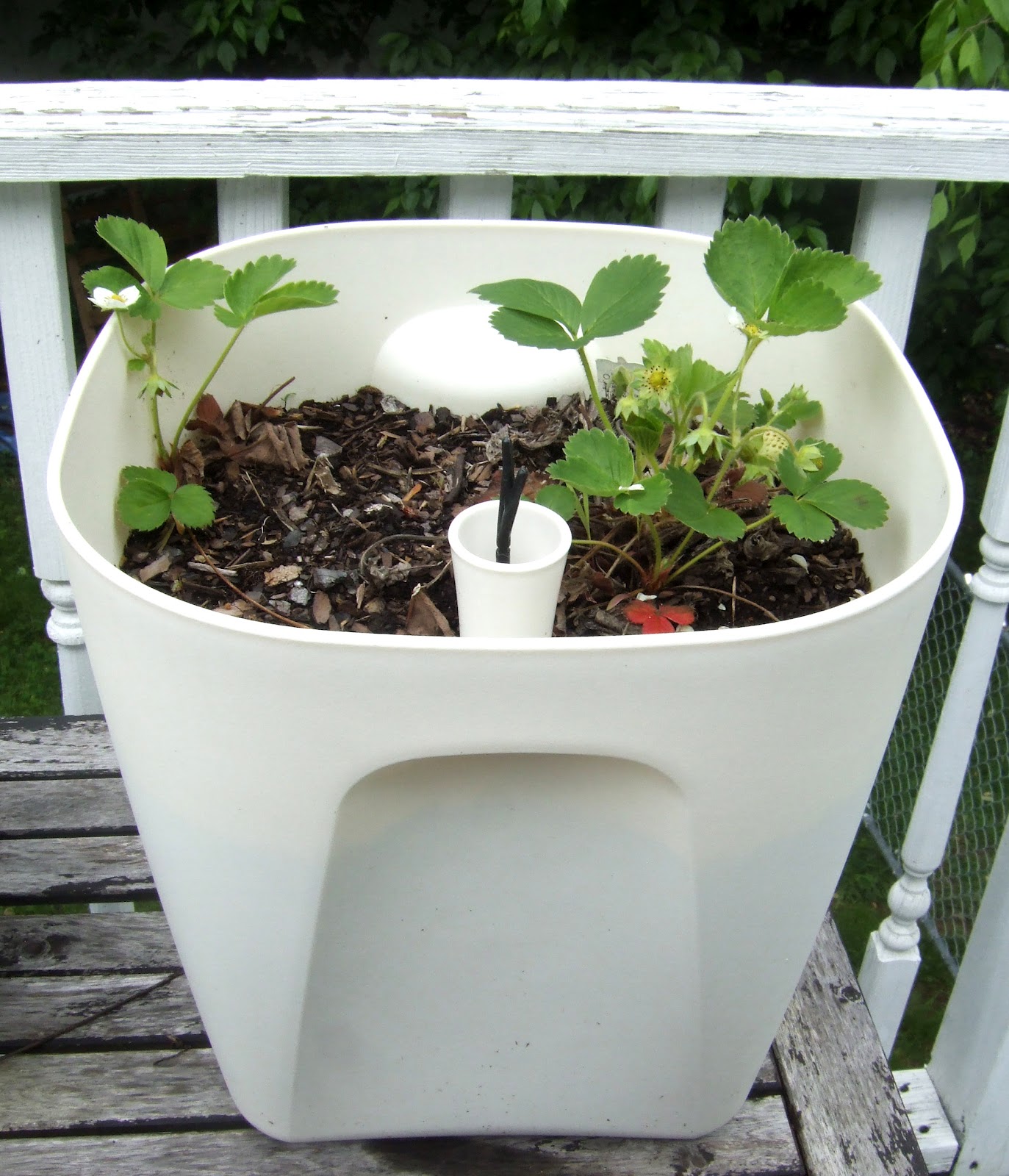 DIY selfwatering planter options · Little Victorian