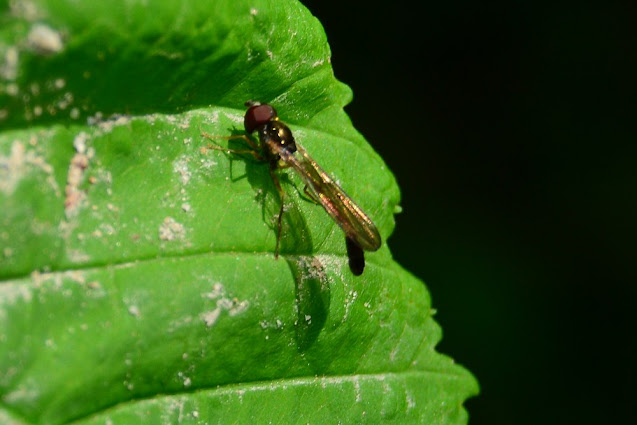 Baccha elongata Baccha elongata