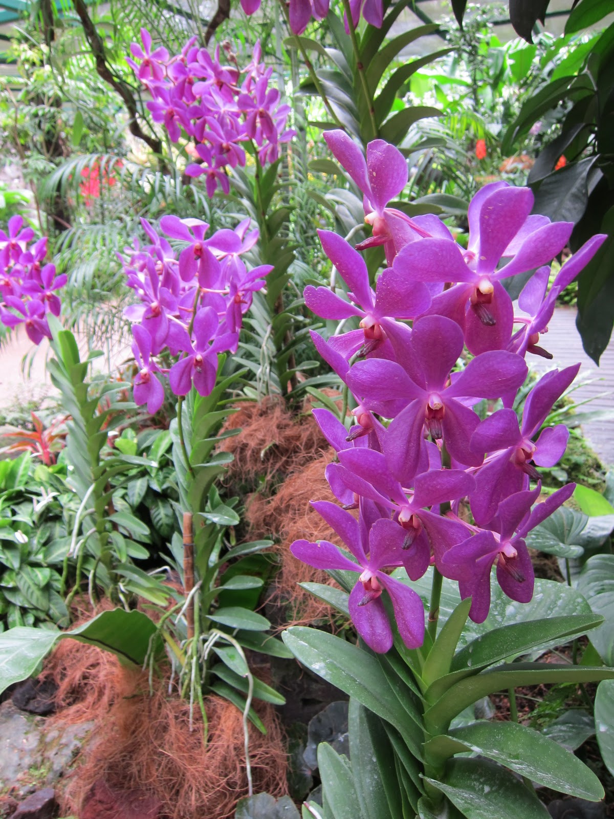 33 Best Photos Singapore Orchids And Cats : Singapore: Orchid Heaven - Don Enright