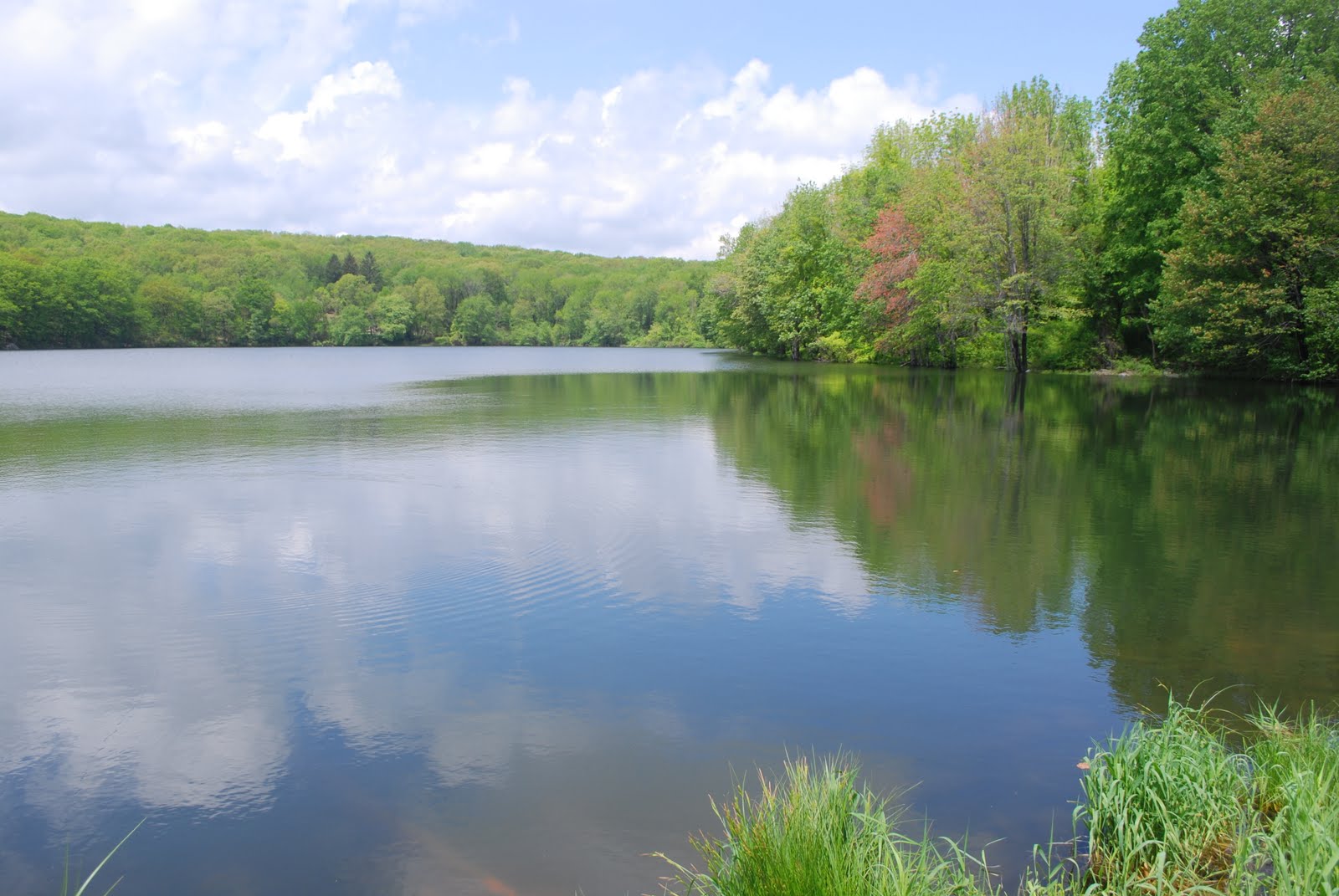 koi-pond-rocky-mount-nc1.jpg